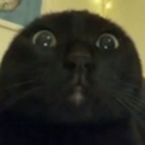 Meet your Posher, Kookie